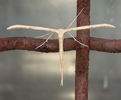 Emmelina monodactyla