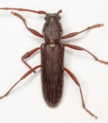 Stenelaphus alienus