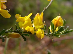 Genista pilosa
