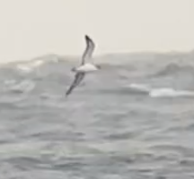 Procellariidae