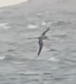 Procellariidae