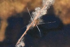 Hydrachnidia