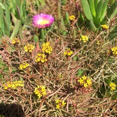 Quinchamalium chilense