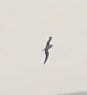 Procellariidae