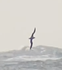 Procellariidae