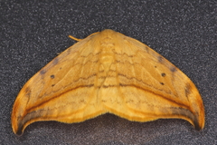 Drepana arcuata
