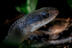 Coluber constrictor helvigularis