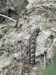 Hyles euphorbiae