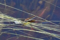 Limnoporus notabilis