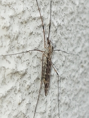 Tipula confusa