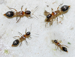 Franklinothrips vespiformis