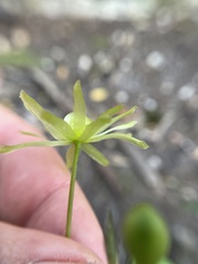 Knowltonia vesicatoria