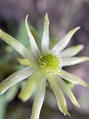 Knowltonia vesicatoria