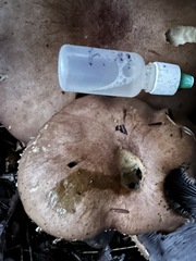 Stropharia rugosoannulata