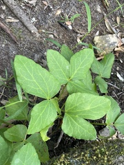 Knowltonia vesicatoria