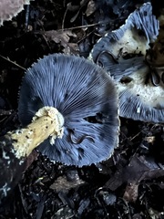 Stropharia rugosoannulata