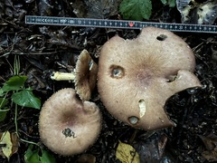 Stropharia rugosoannulata
