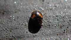 Nephus quadrimaculatus