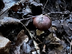 Stropharia rugosoannulata