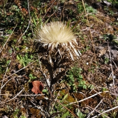 Carlina vulgaris