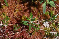 Kalmia microphylla occidentalis
