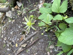 Knowltonia vesicatoria