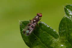 Geomyza tripunctata