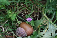 Geranium molle