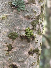 Melanohalea exasperatula