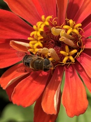 Palpada mexicana