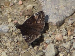 Erynnis lucilius