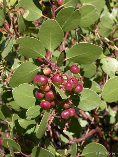 greenleaf manzanita