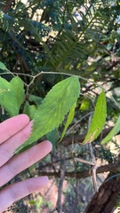 Celtis occidentalis