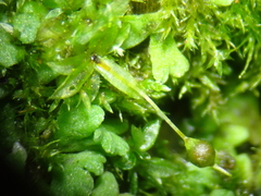 Physcomitrium pyriforme