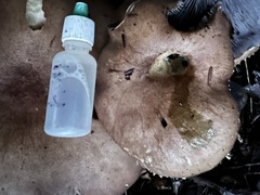 Stropharia rugosoannulata