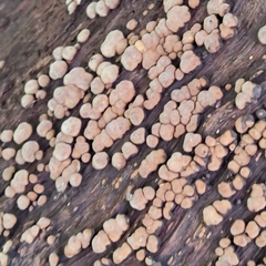 Xylobolus frustulatus