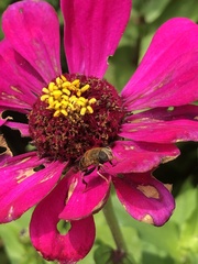 Palpada mexicana