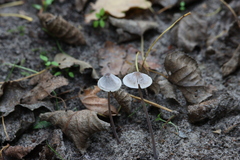 Mycena galopus