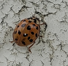 Harmonia axyridis