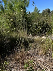 Andropogon gyrans