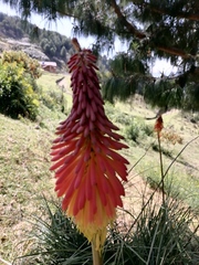 Kniphofia