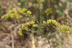 Solidago radula