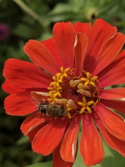 Palpada mexicana
