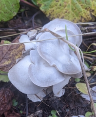 Leucocybe