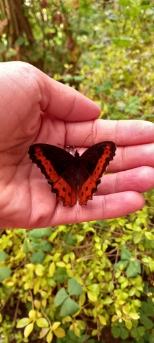 Oxeoschistus puerta