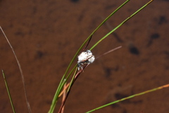 Eriophorum angustifolium