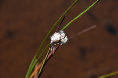 Eriophorum angustifolium
