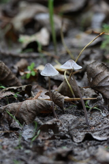 Mycena galopus