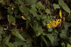 Hieracium murorum