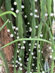 Rhipsalis micrantha